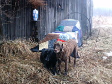 DOGS AND QUILT